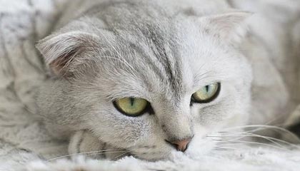 万博体育官方网站——开启你的专业体育体验之旅